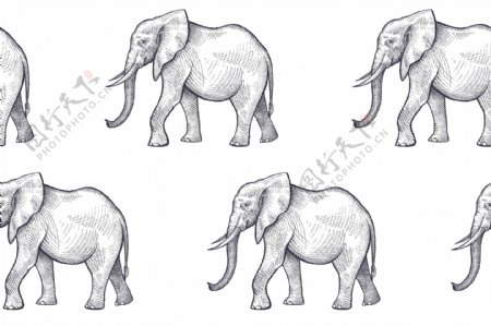 手绘大象动物图片