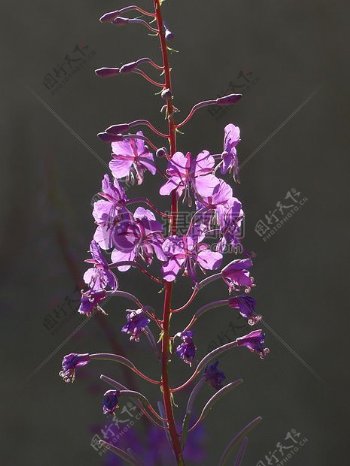 一簇紫色的花朵