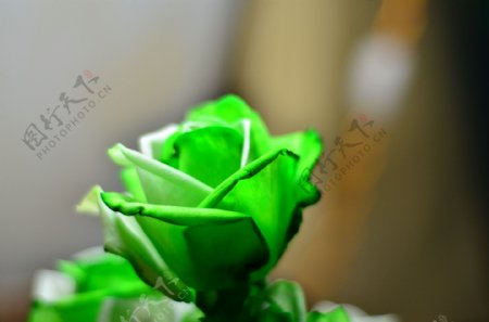 绿玫瑰高清图片