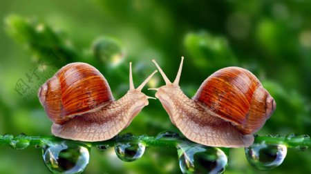 可爱两只蜗牛图片