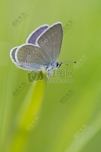 灰色白蛾在绿色草地上栖息