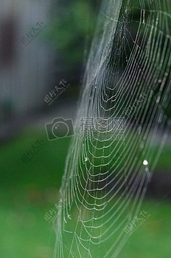 花园里空中的蜘蛛网