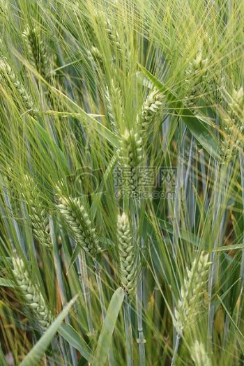 未成熟的小麦
