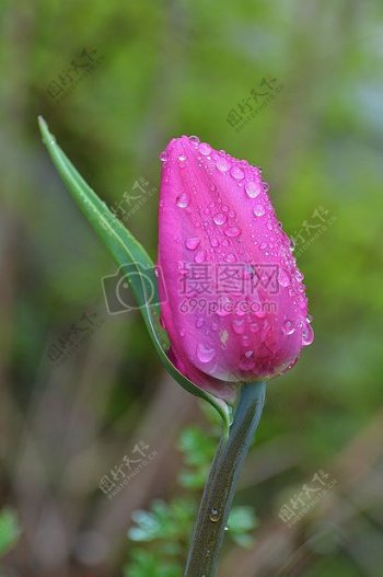 郁金香百合春自然鲜花花植物植物区系苞片粉红色
