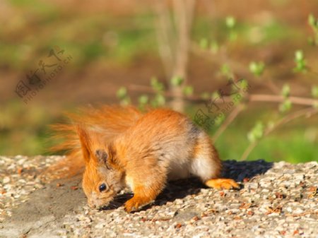 一个棕色的松鼠吃坚果