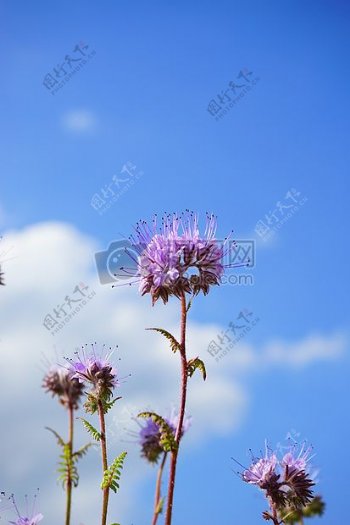 蓝天下的花朵