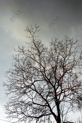 天空下的树干