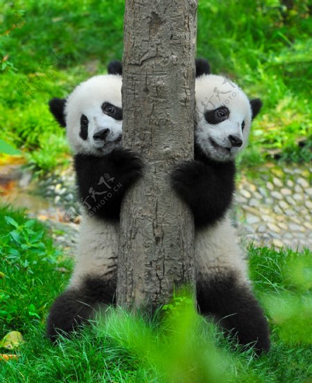 两只可爱的熊猫