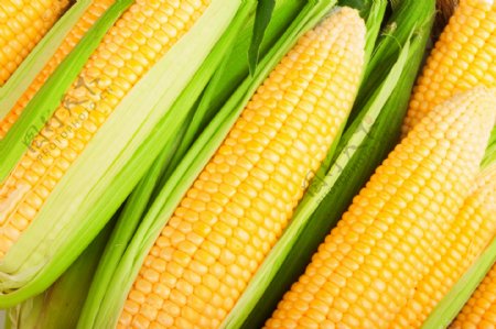新鲜玉米图片