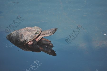 水里海龟图片