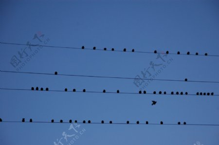 电线上小鸟图片