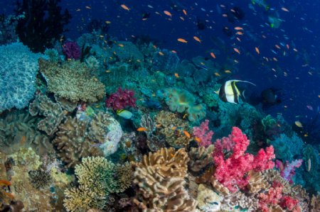 珊瑚海底世界鱼类