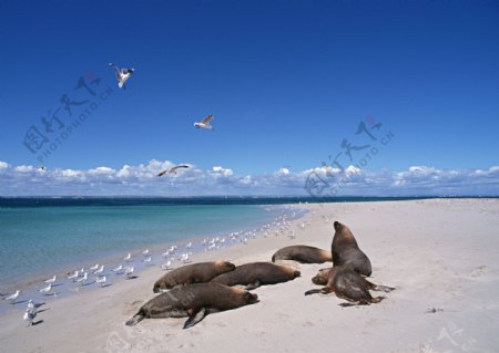 沙滩上的海豹