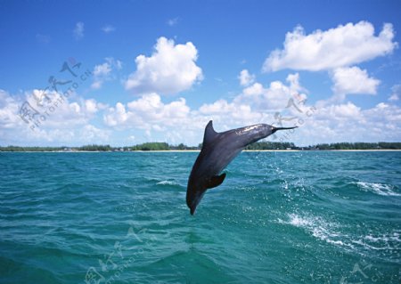 海面上的跳跃的海豚