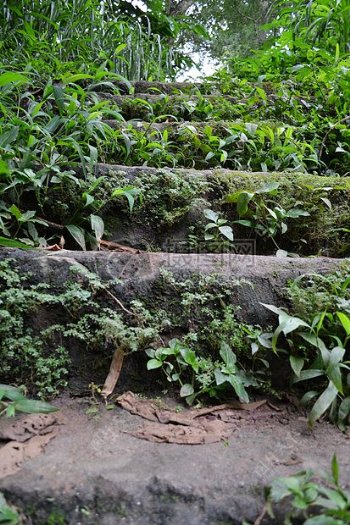 布满绿色植物的台阶