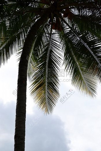海岸边的棕榈树