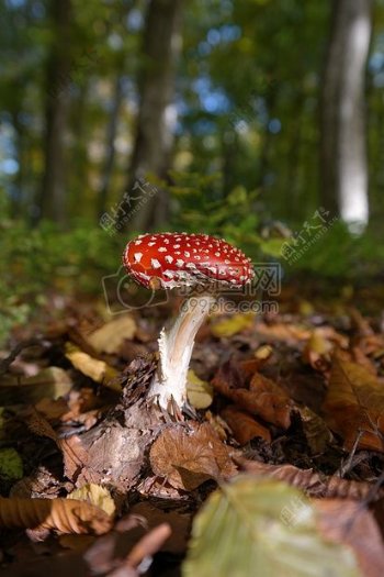 长在丛林中的蘑菇