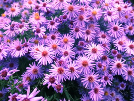 唯美紫色小雏菊图片