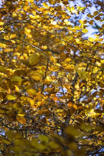 秋天太阳秋自然叶子树季节阳光森林秋天树叶