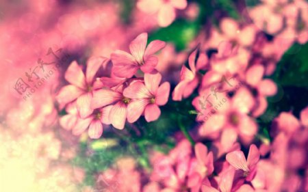 唯美粉色花朵图片
