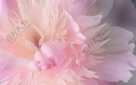 唯美粉色花卉背景图片