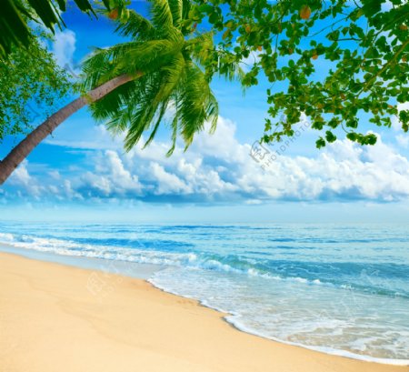 美丽椰树海滩风景