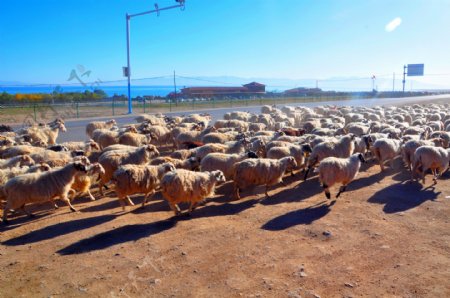 青海湖羊群图片