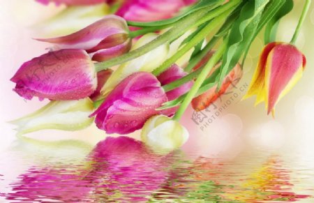 粉红色郁金香花卉图片