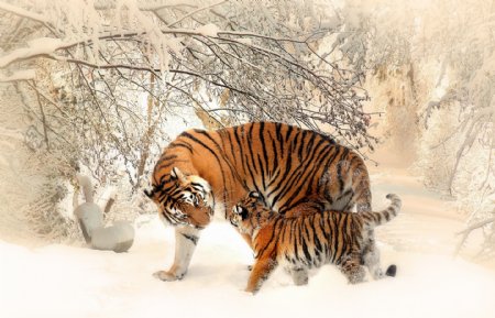 雪地里的东北虎图片