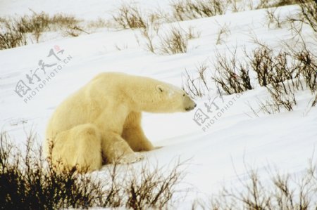 北极熊摄影图片