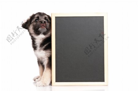 小狗与黑板