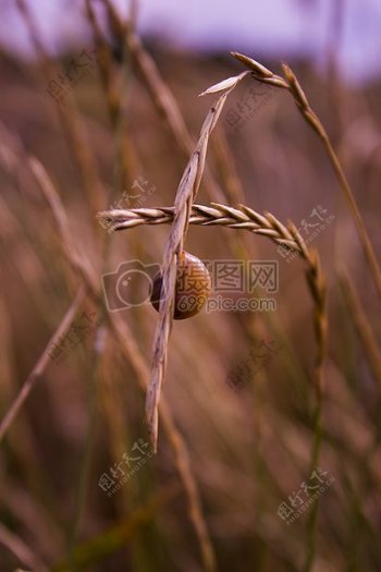 秋季小草上的蜗牛