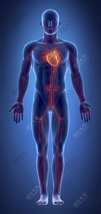 男性血管经络器官图片