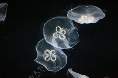 黑暗中的水母图片