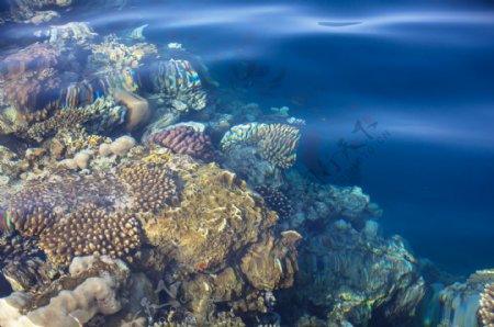 海底里的珊瑚礁图片