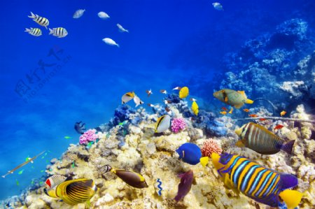 珊瑚与海底鱼群图片