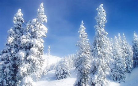 冬季树林雪景图片