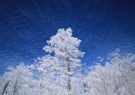 冬天的树林风景