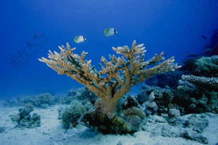 漂亮的珊瑚礁