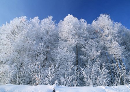冬季树林风景