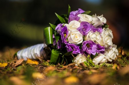 美丽的紫色白花朵图片