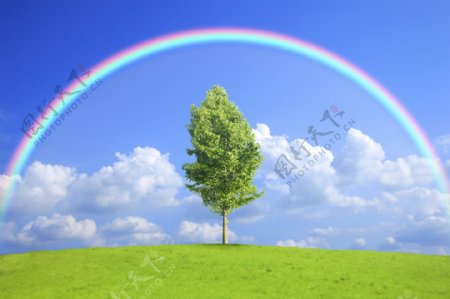 草地树木彩虹风景