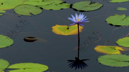 美丽的荷塘睡莲花图片