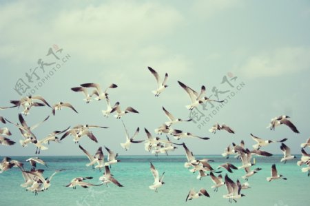 唯美海边海鸥图片