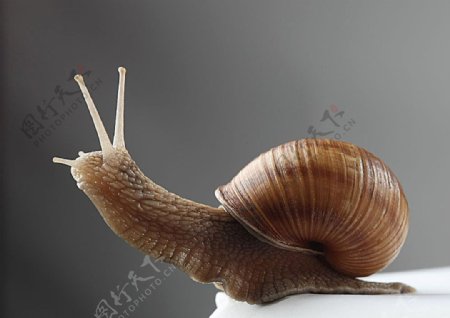 伸头的蜗牛