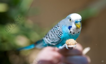 可爱的蓝色鹦鹉