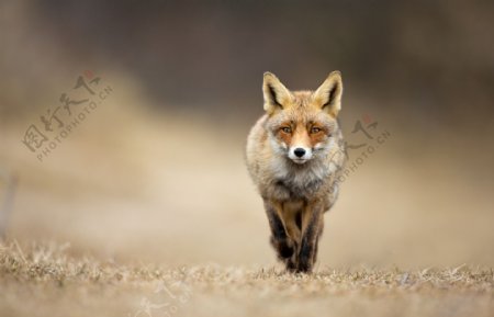 狐狸摄影