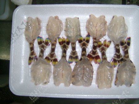 蝴蝶虾图片