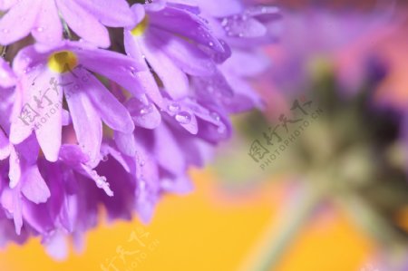 美丽水珠紫色花朵