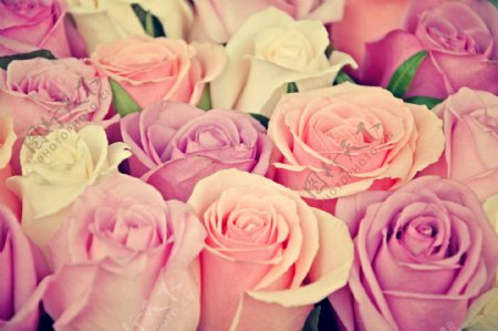 各种颜色的玫瑰花